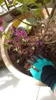 Градински ръкавици с нокти - Garden Gloves » Murzel.bg Градински ръкавици с нокти - Garden Gloves photo review