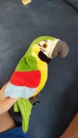 Плюшена играчка говорещ папагал - Macaw » Murzel.bg Плюшена играчка говорещ папагал - Macaw photo review
