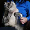 Прахосмукачка за косми от животни - Pet vacuum cleaner » Murzel.bg Прахосмукачка за косми от животни - Pet vacuum cleaner
