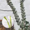 Клипс щипки за хващане и аранжиране на цветя 50бр. - FlowerClip » Murzel.bg Клипс щипки за хващане и аранжиране на цветя 50бр.