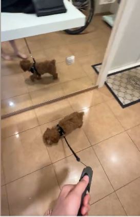 Прибираща се каишка за кучета 5м - Dog leash photo review