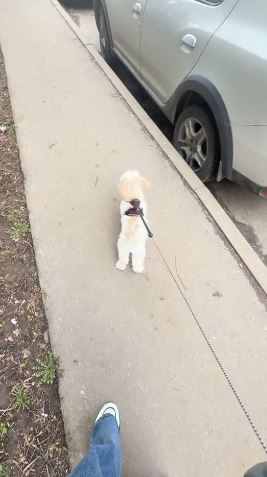Прибираща се каишка за кучета 5м - Dog leash photo review