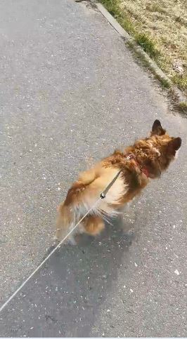 Прибираща се каишка за кучета 5м - Dog leash photo review